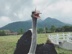 -瑞穗牧场