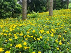 -铁山坪森林公园