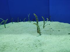 -上海海洋水族馆