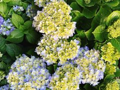 -溪岸路花鸟市场