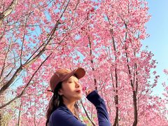 -古柏渡飞黄旅游区