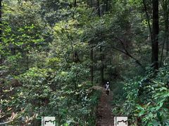 -铁山坪森林公园