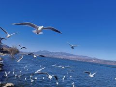 -大理洱海