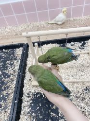 -Moni星球萌宠·小马宝莉·灵蛇·高端高阶全萌宠互动体验俱乐部(红豆国际广场店)