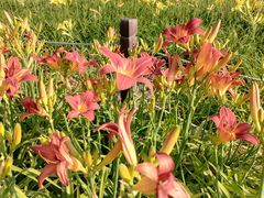 -汉长安城未央宫国家考古遗址公园