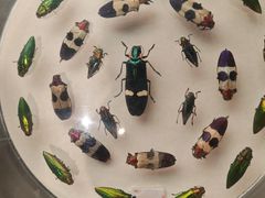 -陕西自然博物馆