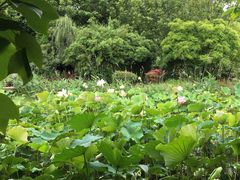 -贵阳市花溪国家城市湿地公园