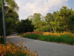 -大兴滨河森林公园