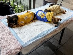 -瑞虹新天地月亮湾
