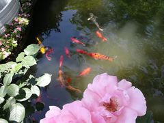 -郭庄茶室