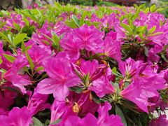 -江宁织造博物馆