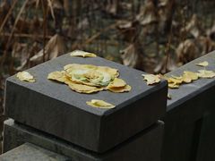 -四川大学(望江校区)