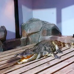 点击看大图 -未来动物城动物主题公园(大悦城店)