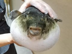-鲐赏河豚(长寿店)