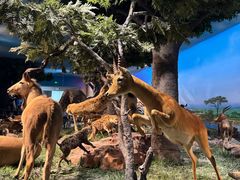 -国家自然博物馆