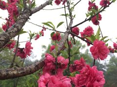 -南宁良凤江国家森林公园