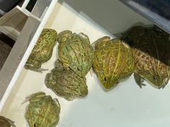 -酷以爬仙阁实体爬宠店·守宫·蜥蜴·专业繁育