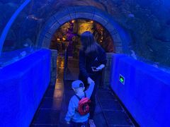 -芜湖新华联大白鲸海洋公园