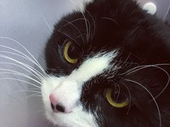 -北京观赏动物医院·24小时大型综合·猫专科·异宠专科
