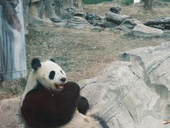 -武汉动物园