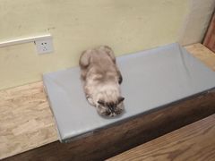 -猫色咖啡·猫咖