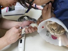 -全心全意连锁动物医院·微创中心·内科急重症·心脏专科(丰管路店)