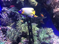 -新加坡海洋生态馆