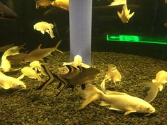 -沙沙哗啦海洋馆(华宇百花谷店)