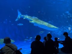 -鹿儿岛水族馆