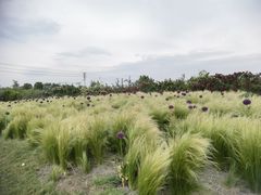 -猫米花园