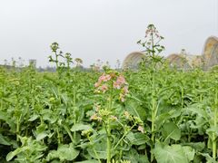 -中国天府农业博览园