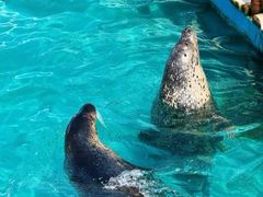 -秦皇岛乐岛海洋王国