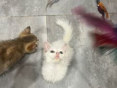 -楼上猫咖(罗湖店)