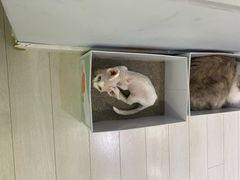 -喵的天空名猫咖啡馆·撸猫·猫舍·用品