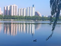 -莲花池公园