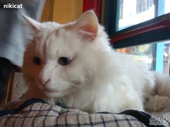 -Babycat私家御饼屋(龙头路一店)