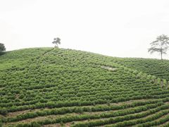 -帐篷客·溪龙茶谷度假酒店