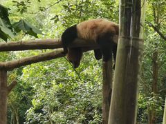 -都江堰中华大熊猫苑