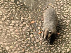 -西霞口神雕山野生动物世界