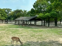 -上海野生动物园