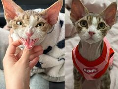 -纳吉亚猫专科动物诊疗中心(蒋宅口分院)