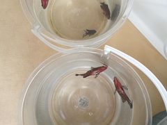 -小猫钓鱼海钓俱乐部(椰梦长廊店)