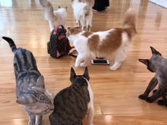 -momokira米努特·德文卷毛猫·棉花面纱犬