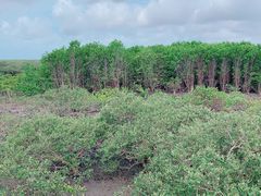 -北海金海湾红树林生态旅游区