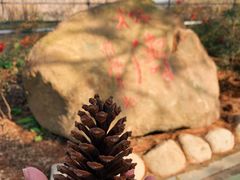 -合肥滨湖国家森林公园