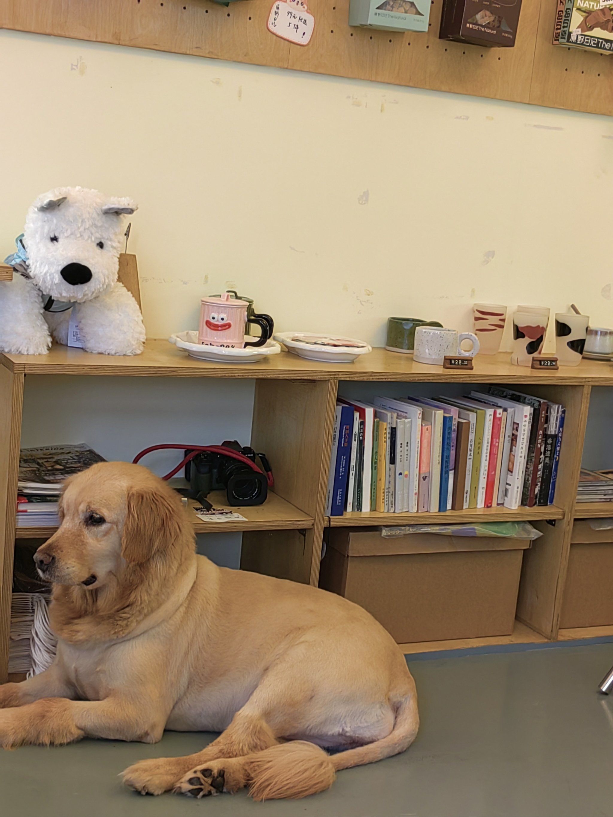 热情的金毛狮王