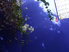 -马洛雷勒花园
