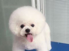 -福懋动物医院·犬猫全科·外科·重症科(杏林分院)