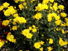 -周老三跷脚牛肉·全牛火锅(非遗传承店)