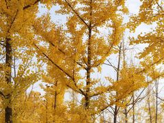 -汉长安城未央宫国家考古遗址公园